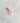 Charm baby coquillage cauri naturel - coloris au choix
