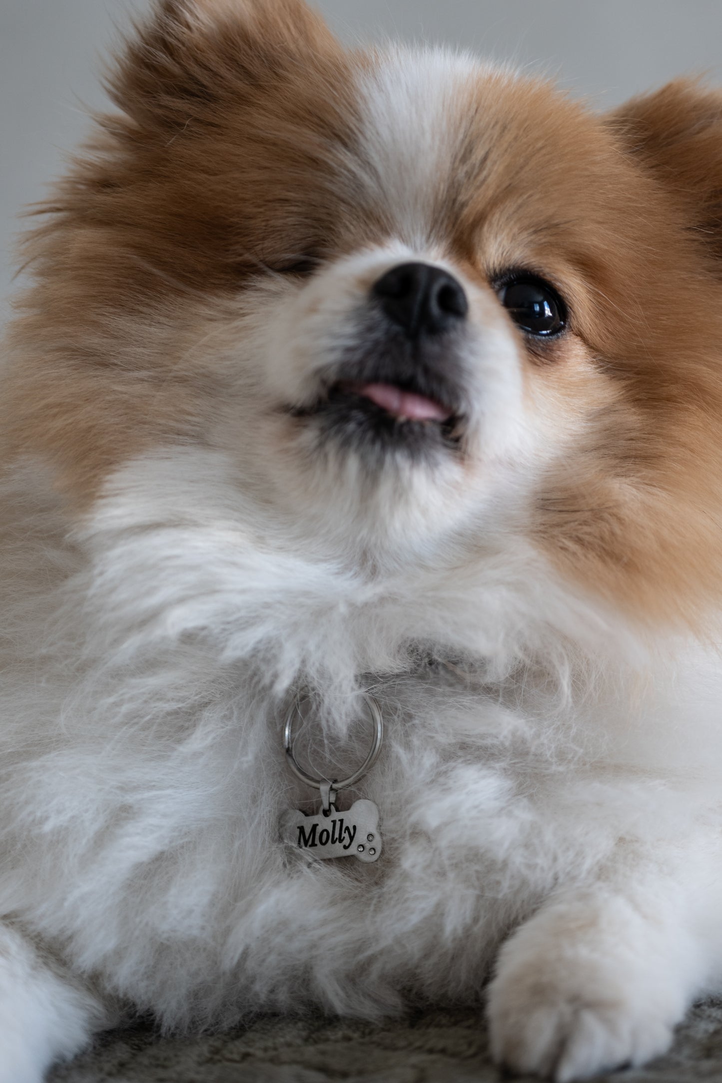 Médaillon os pour chiens Taille S - argenté