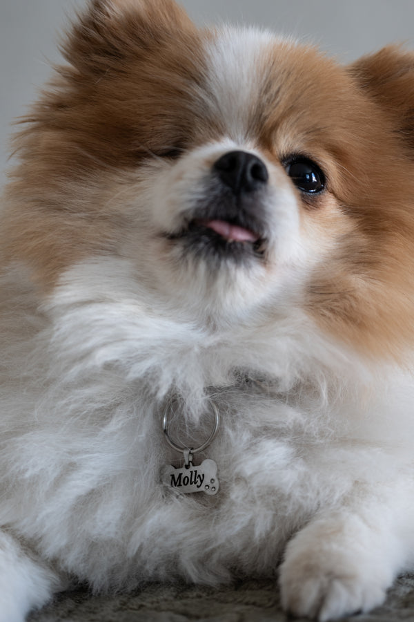Médaillon os pour chiens Taille S - argenté