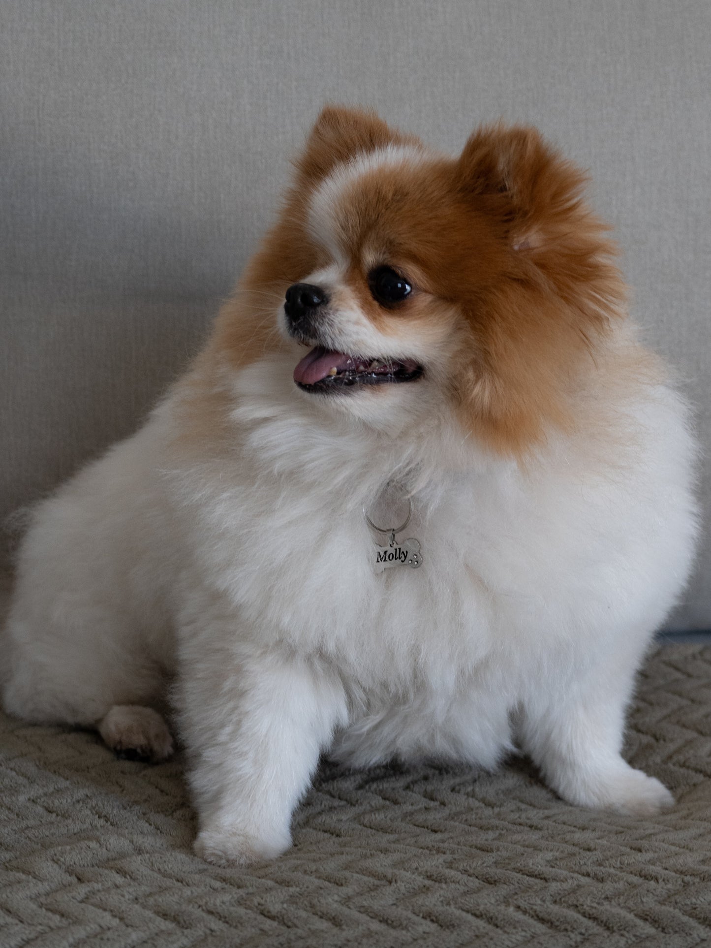 Médaillon os pour chiens Taille S - argenté