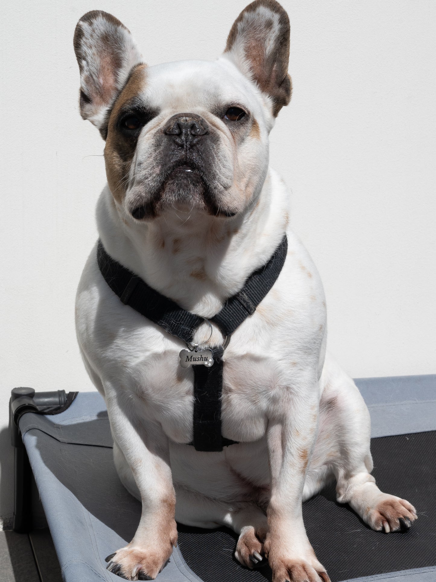 Médaillon os pour chiens Taille M - argenté