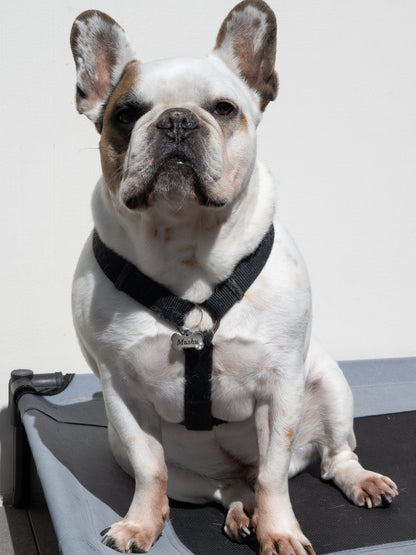 Médaillon os pour chiens Taille M - argenté