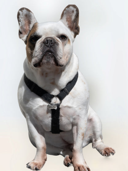 Médaillon os pour chiens Taille M - argenté